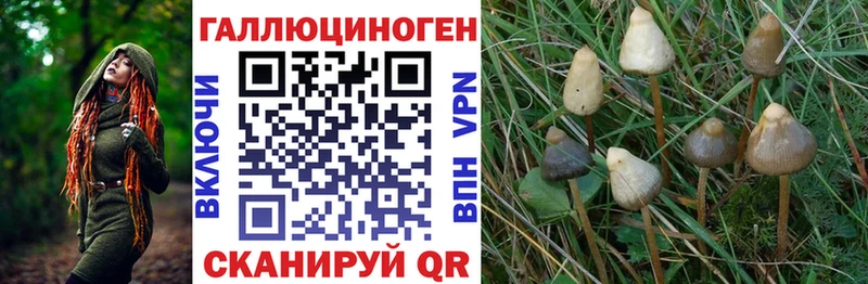 Псилоцибиновые грибы прущие грибы  Сусуман 